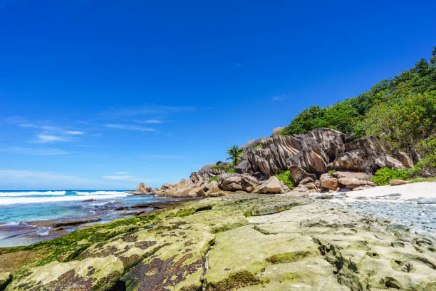 coral reef and big granite rocks with palms at the beach of grand anse, la digue, seychelles 11 - 7070 imagens e fotografias de stock