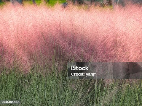 istock Pink hairawn muhly, Muhlenbergia capillaris, perennial tufted ornamental grass with narrow long leaves and small red to pink flowers with awns on elongate panicle with filiform spreading branches. 868384446