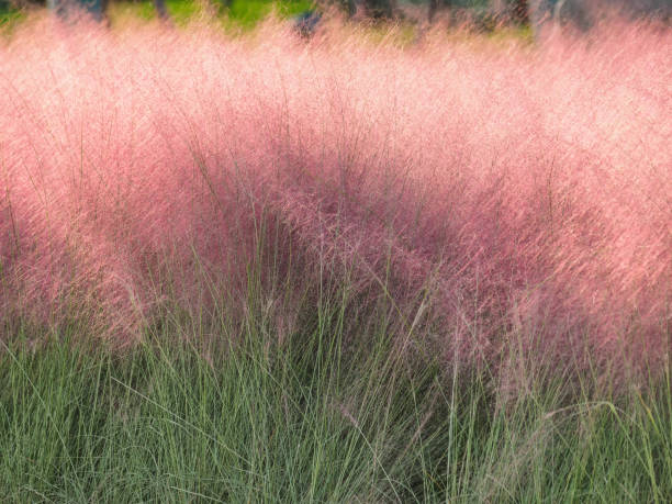Pink hairawn muhly, Muhlenbergia capillaris, perennial tufted ornamental grass with narrow long leaves and small red to pink flowers with awns on elongate panicle with filiform spreading branches. stock photo