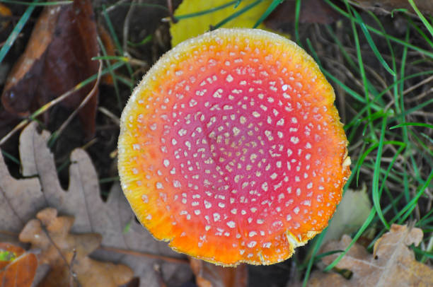 istock Macro shot of fly agaric (Amanita muscaria) mushroom. 868384526