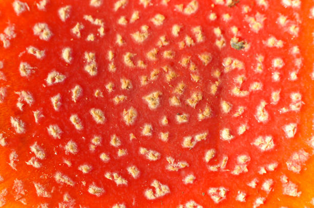 Amanita muscaria.