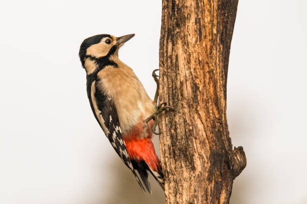 istock Great Spotted Woodpecker, Dendrocopos major 868388924