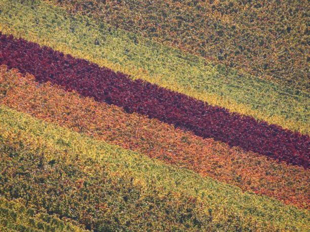 Vineyards in autumn stock photo