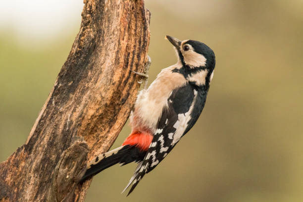 istock Great Spotted Woodpecker, Dendrocopos major 868388980