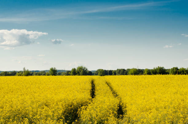istock Bright yellow canola field under blue sky summer day 868389478