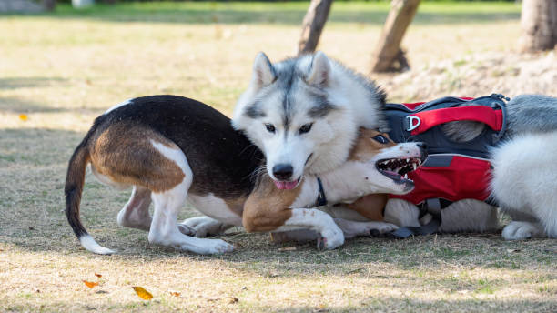 due cani che giocano sul campo d'erba, siberian husky e beagle si mordono a vicenda. - cane morde coda foto e immagini stock