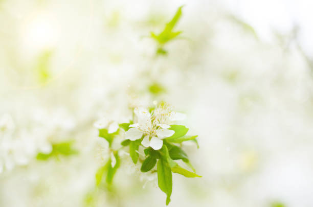 istock Blooming twig of fruit tree in the garden 868389754