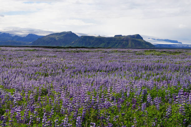 istock Beautiful view in summer,Iceland. 868392046