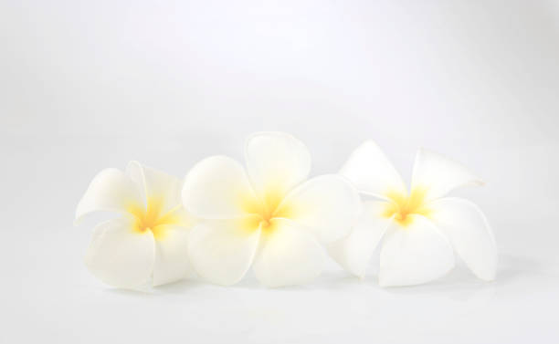 istock flower frangipani on white background 868392408