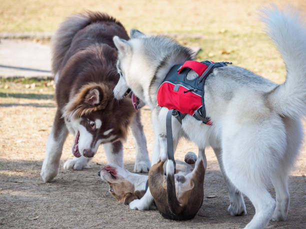 tre cani che giocano sul campo di erba, siberian husky, cane da slitta dell'alaska e beagle - cane morde coda foto e immagini stock