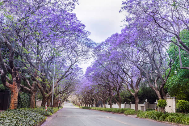 istock Jacaranda trees alongside the road in Johannesburg 868396006