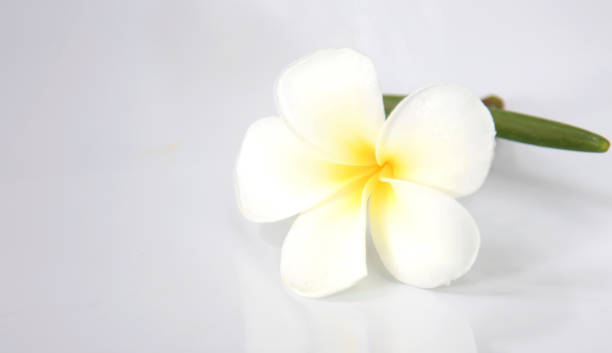 istock flower frangipani on white background 868399312