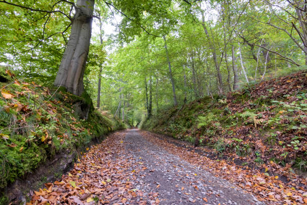 istock Falling leaves on the scenic autumn forest path moody and dark landscape 868399916