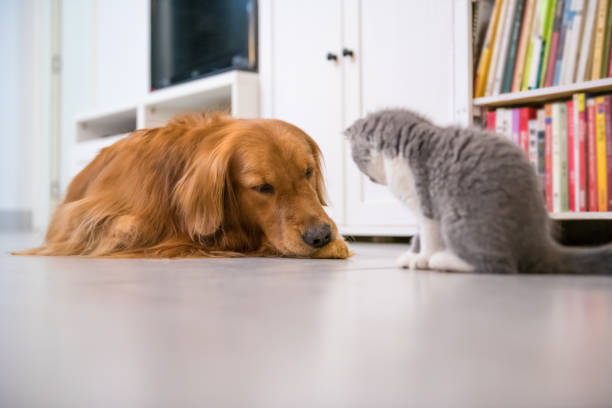 istock Golden Retriever and British shorthair cat 868400294