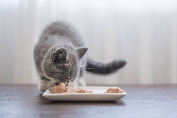 istock The gray kitten is eating, shooting indoors. 868400322
