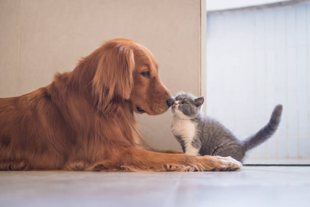istock Golden Retriever and British shorthair cat 868400328