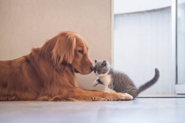 istock Golden Retriever and British shorthair cat 868400344