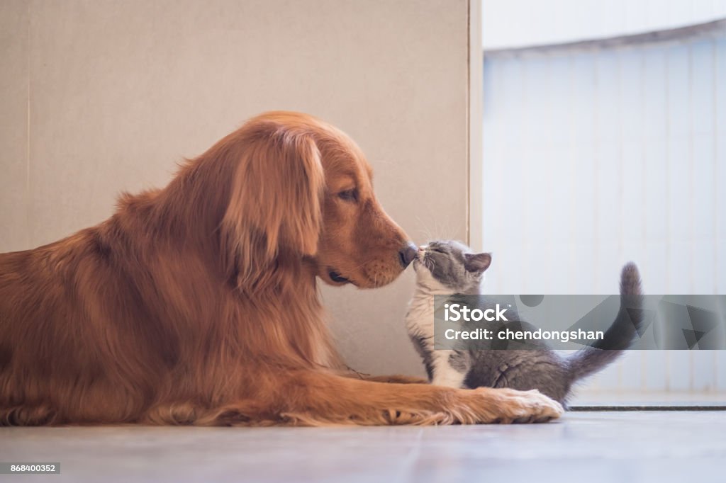 Chat de shorthair Golden Retriever et britanniques - Photo de Chat domestique libre de droits