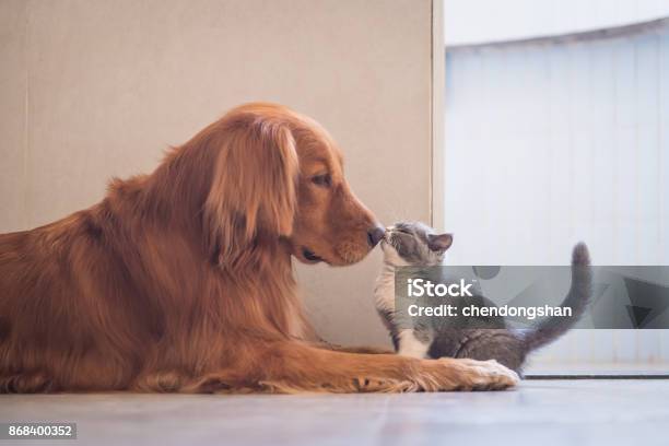 Photo libre de droit de Chat De Shorthair Golden Retriever Et Britanniques banque d'images et plus d'images libres de droit de Chat domestique - Chat domestique, Nez, Épagneul