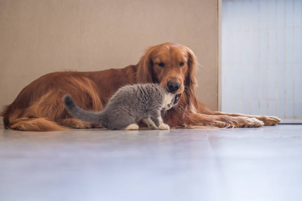 istock Golden Retriever and British shorthair cat 868400384