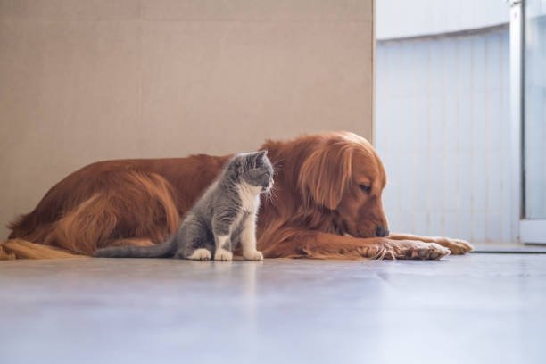 istock Golden Retriever and British shorthair cat 868400418