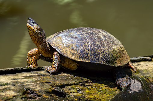 A River Turtle on a log in natural rainforest canal at Tortuguero National Park - Costa Rica