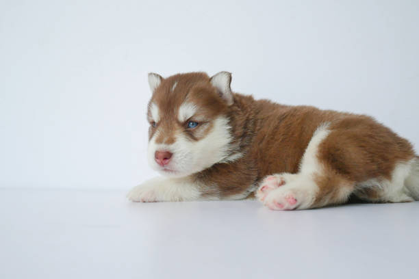 istock siberian husky puppy white background 868403838