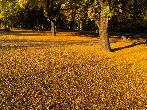 Autumn leafs background photo