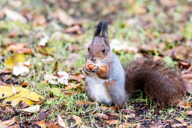istock red squirrel sitting on fallen dry leaves and eating nut 868408706