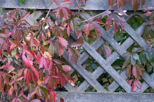 istock Leaves and weathered wood 4 868417154
