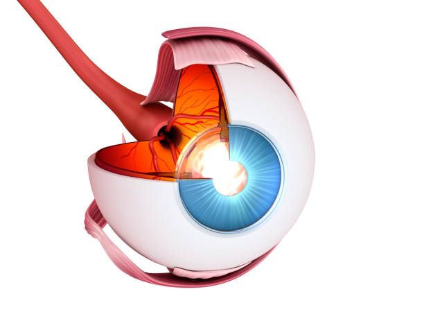 istock Eye anatomy - inner structure, Medically accurate 3D illustration . 868425344