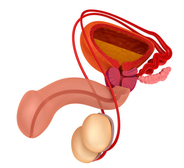 前立腺および男性生殖システム白で分離 - denticle ストックフォトと画像