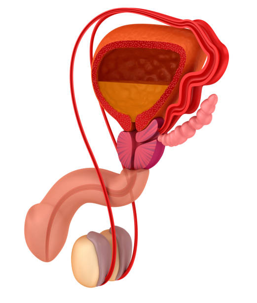 istock Prostate and male reproductive system isolated on white 868425384