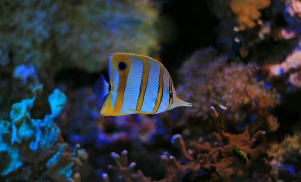 copperband narizona en el tanque de arrecife - copperband butterflyfish fotografías e imágenes de stock