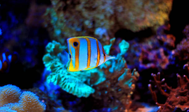 istock Copperband butterflyfish in reef tank 868426432