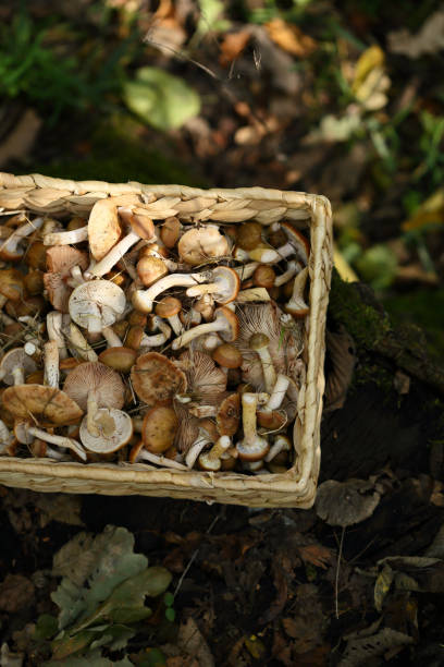 istock Wild Mushrooms in basket on forest background 868428876