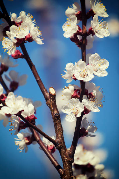 istock Flowers of Apricot in Springtime 868432700