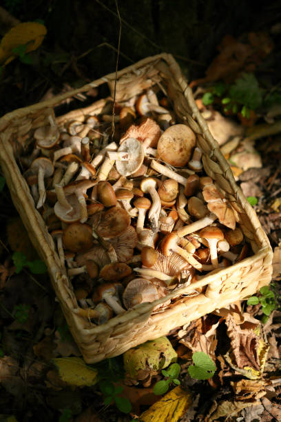 istock Harvesting mushrooms, forest background 868432848