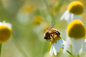 Bee collects pollen on Chamomile flowers