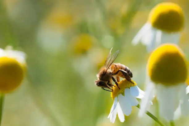 honeybees collectc pollen on Camomile flower on natural background