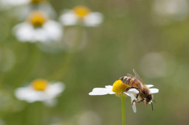 istock Bee collects pollen on Chamomile flowers 868433370