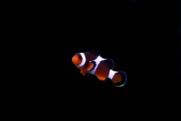 istock Popular fish is the most amazing fish for humans 868433902