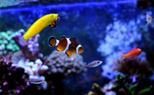 istock Popular fish is the most amazing fish for humans 868433910