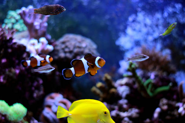 istock Popular fish is the most amazing fish for humans 868433916