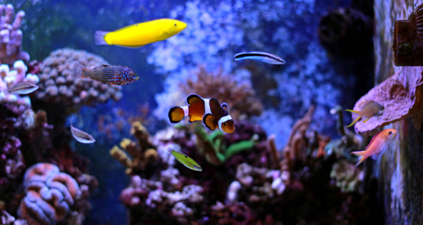 istock Popular fish is the most amazing fish for humans 868433920