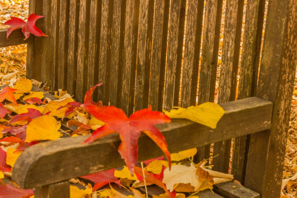 istock a foliage pillow on a bench in a woodland 868433950