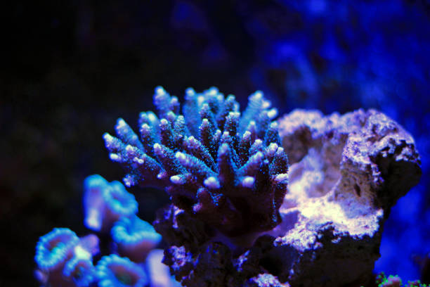 istock Acropora sps coral in aquarium 868436676