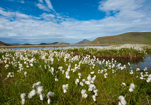 Field of cotton grass in a valley surrounded by mountains and glacial lakes at Landmannalaugar, Iceland