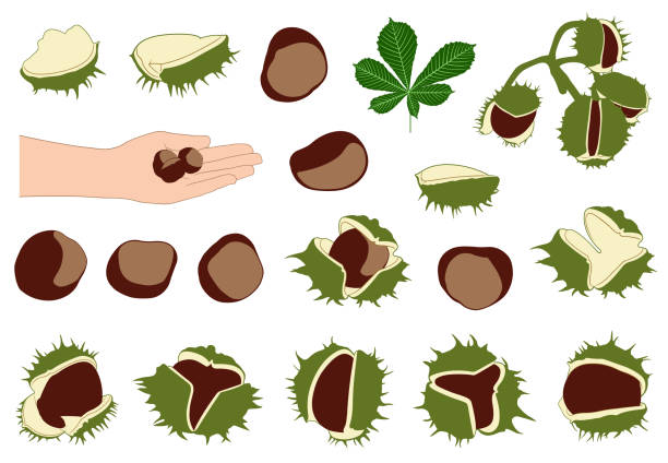 Set of different horse chestnuts Set of different horse chestnuts isolated aesculus hippocastanum stock illustrations