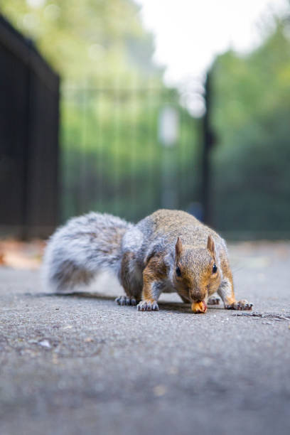 istock A squirrel eats a nut on a pavement in Southwark park London 868442636